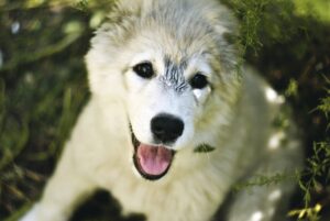 vio脱毛のランキングでおすすめのクリニックは？