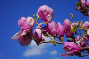 vio脱毛後の赤みを軽減するための対策は？