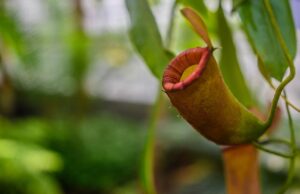 毛嚢炎の治療法とVIOケアの関係は？