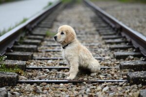 vioの毛周期について知っておくべきことは？