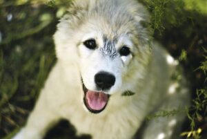 VIO脱毛で痛みが少ない持病があるときの申告例は？