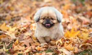 VIO脱毛の効果は本当にある？口コミから分かる真実とは？
