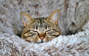 VIO脱毛の相談は無料でできる？あなたの不安を解消する方法とは？