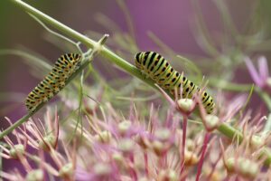 VIO脱毛の体験はどのおすすめが効果的？